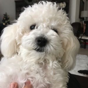 Meet your Posher, Freddie